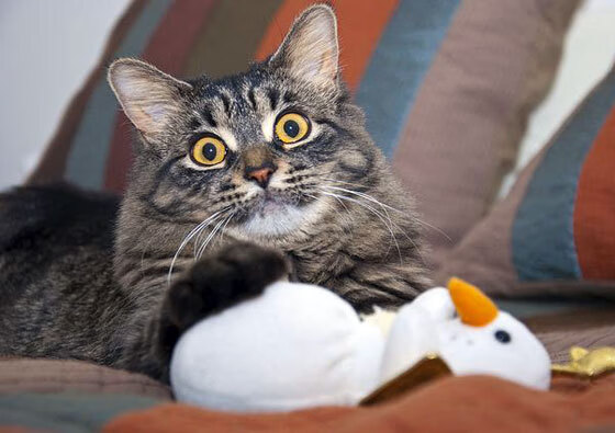 九游娱乐(jiuyou)官方网站-意甲裁判语义识别系统减少误判争议的实证分析，意甲著名裁判