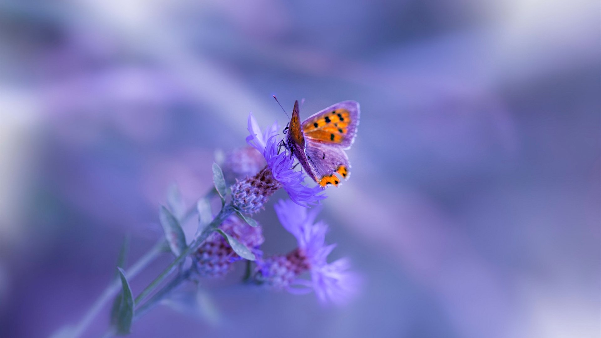 篮球运动员竞技心理训练课程设计与优化方案,篮球运动员心理训练计划