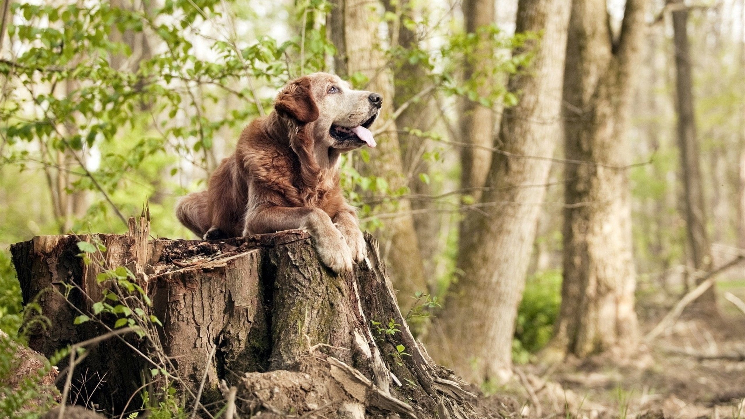 中国女篮技术战术持续升级，中国女篮晋级之路
