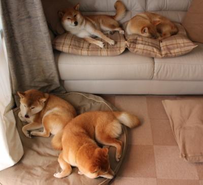 -中国香港队赛制分析：如何在团体赛中结合个体优势与整体协作，香港队名单