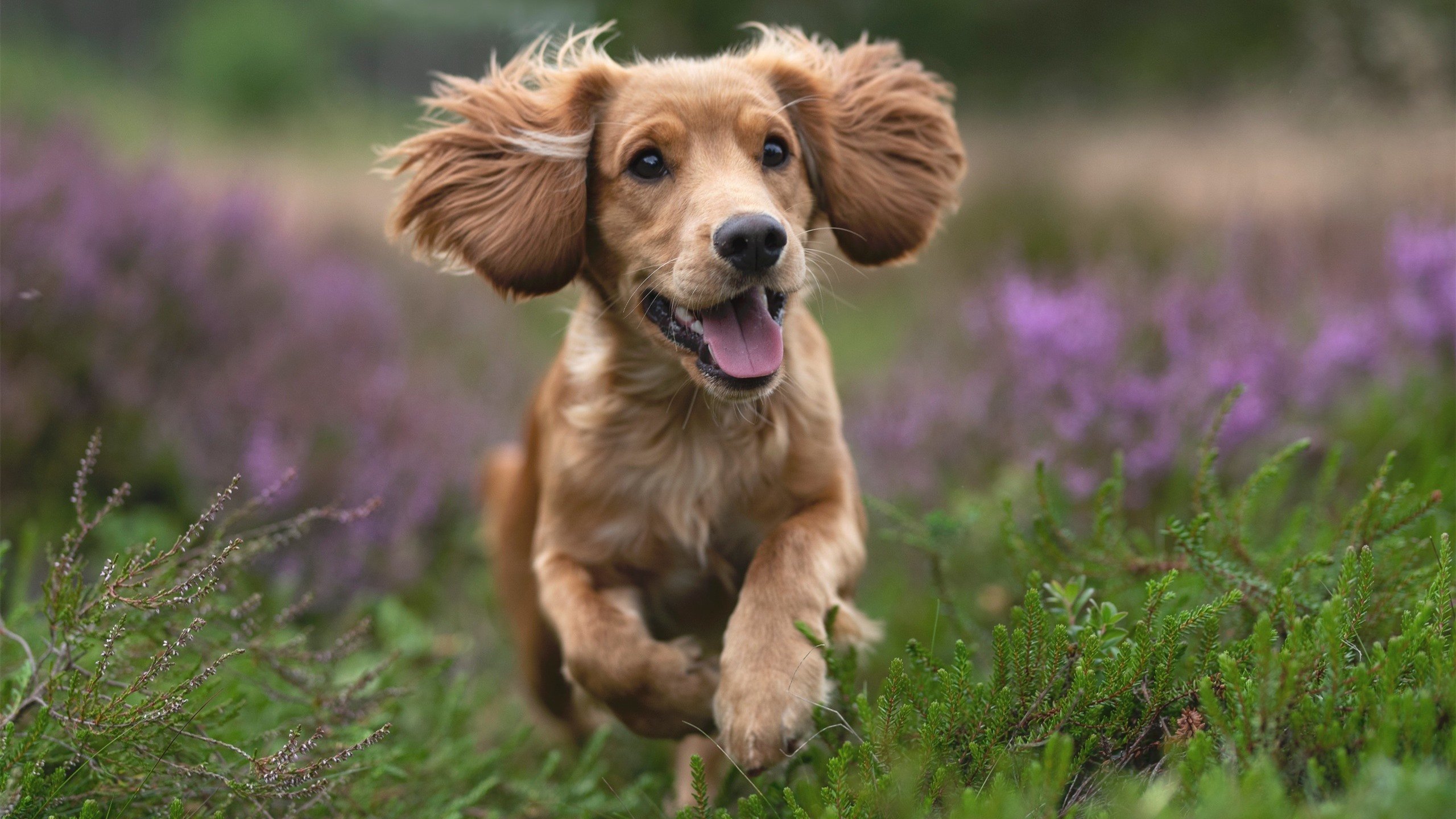 乒乓2024：国际乒联混合团体世界杯赛制揭秘，2020国际乒联团体世界杯