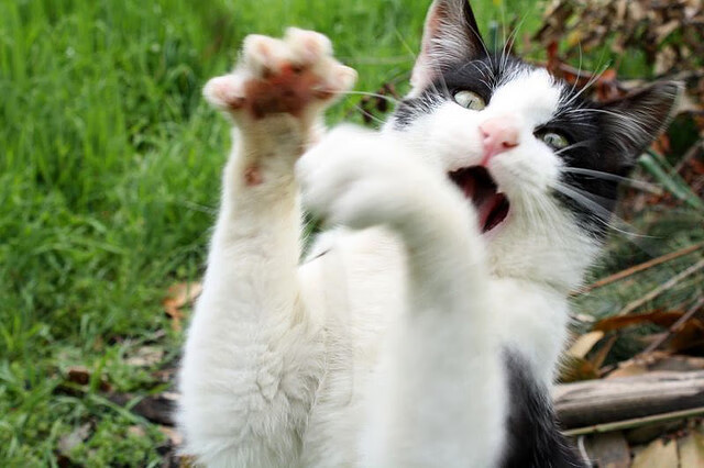 九游9游-体育院校招生政策调整提高专业技能权重，体育招生院校及专业要求