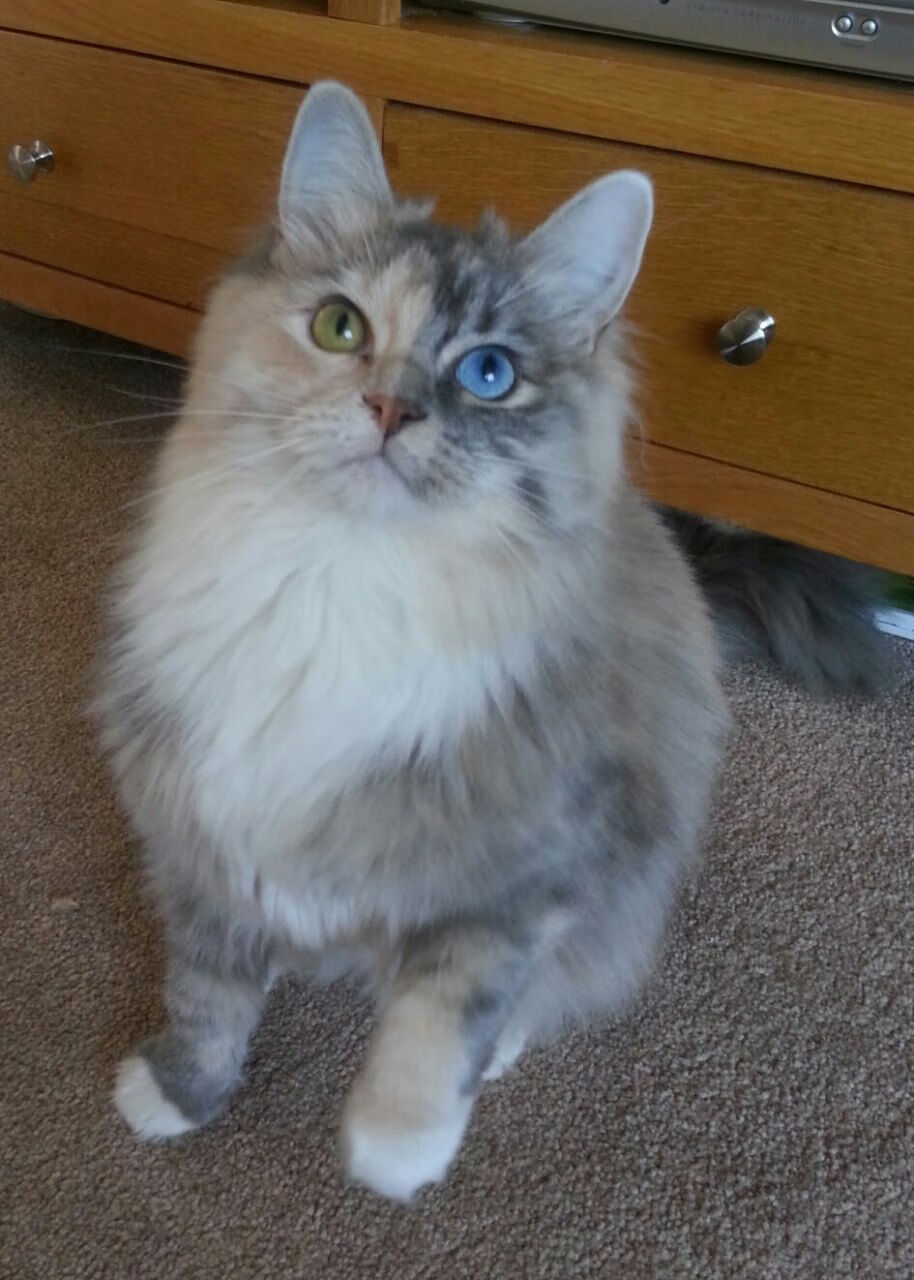 澳大利亚青训计划促进橄榄球未来大飞跃,澳大利亚英式橄榄球联赛