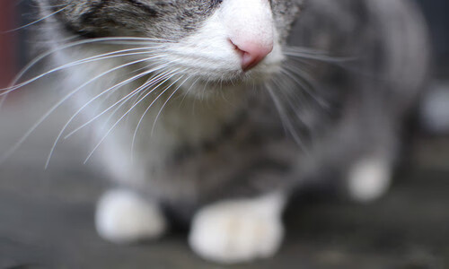 西甲决战时刻：超级明星的巅峰表现！，西甲明星球员